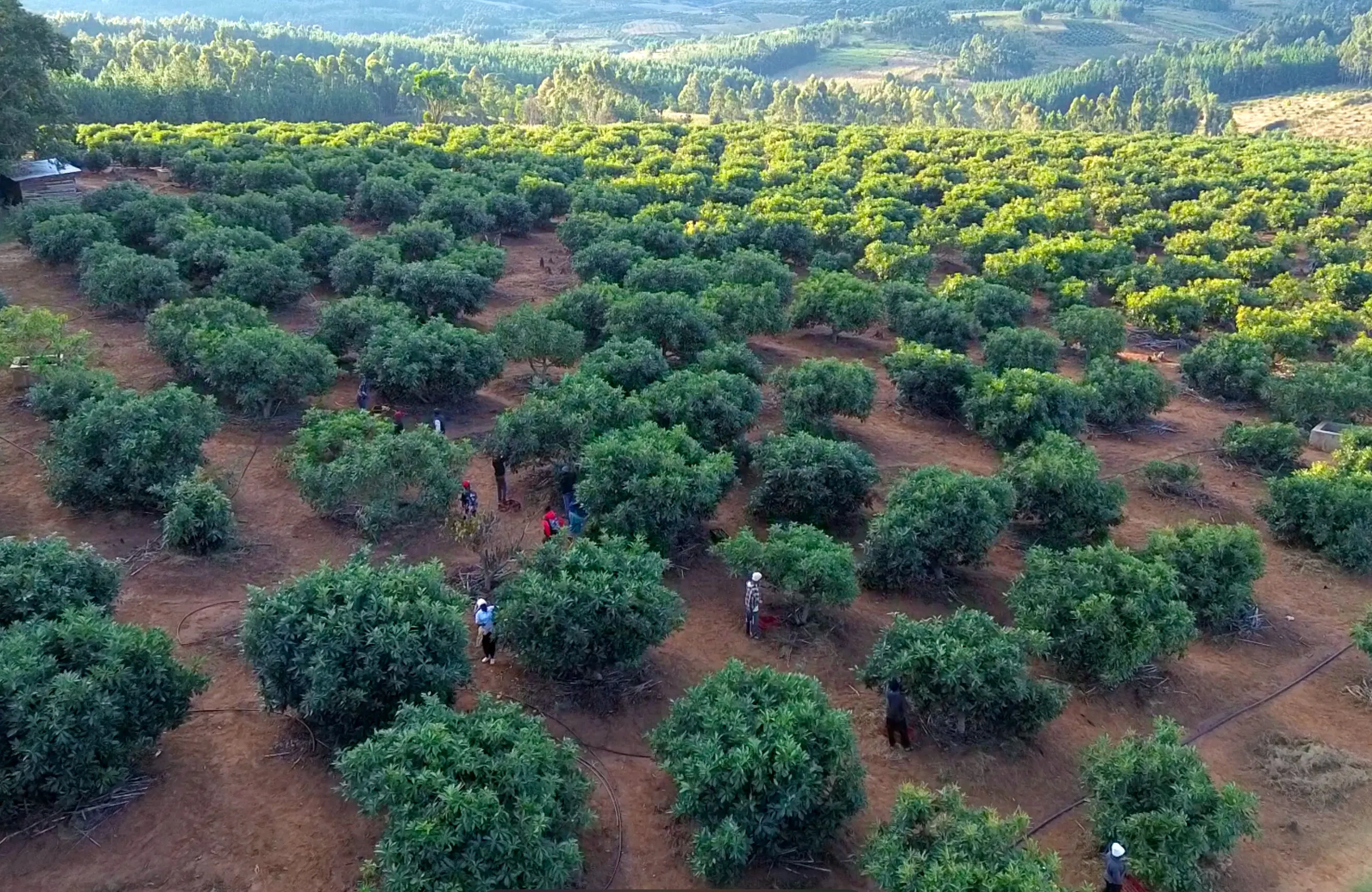 Avocado Farm