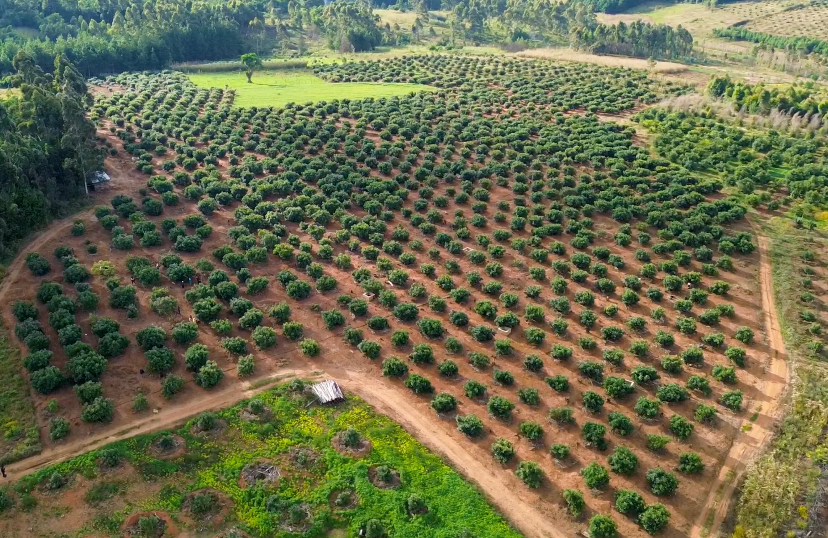 Drone view of the Evolve Harvest farm background