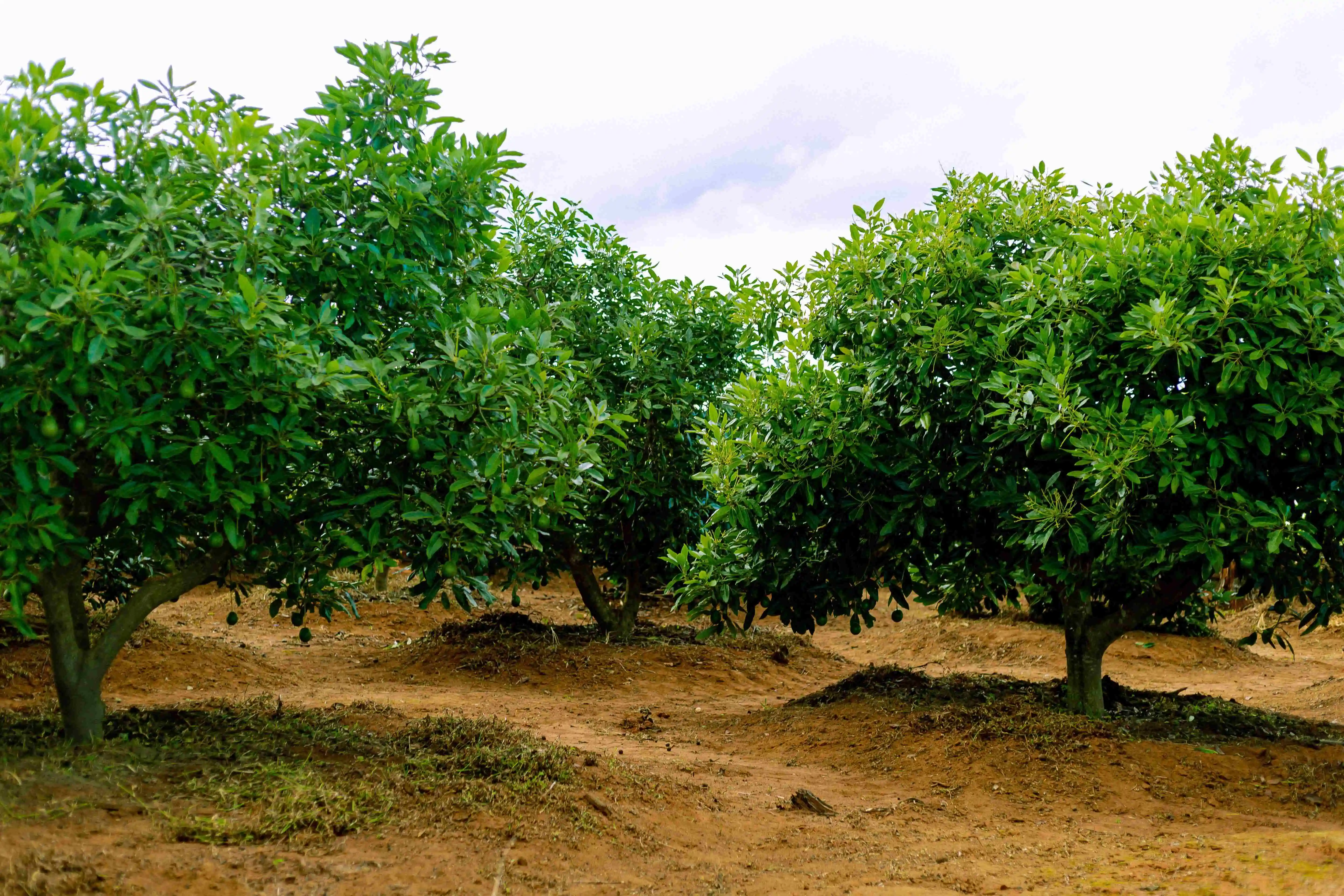 Agricultural Operations